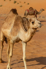 A majestic dromedary camel with a thick coat stands in the sandy Liwa Desert