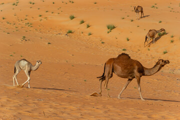 A herd of dromedary camels, including a light-colored calf, walks across wind-swept golden sand dunes