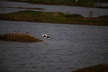 Two small black winged stilt standing on a water body  against a blue sky and lush green background.