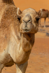 A majestic dromedary camel with a thick coat stands in the sandy Liwa Desert