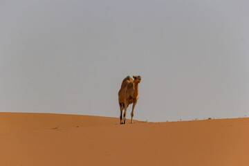 A single dromedary camel stands tall on the crest of a vast, golden sand dune