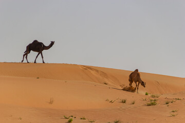 Two dromedary camels, one dark silhouette atop a ridge and another running down a golden sand dune