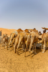A herd of dromedary camels, including calves and adults with saddles, gathers in a sandy desert pen