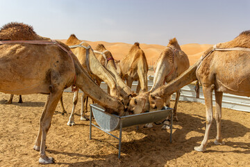 A group of brown dromedary camels gathers around a metal trough to feed inside a desert pen