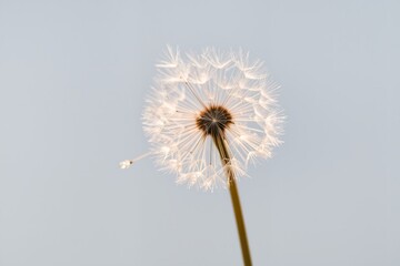 Obraz premium A delicate dandelion seed head stands tall against a soft, pale blue skyone fluffy seed has already drifted awaycapturing the quiet beauty of natures fleeting moments.