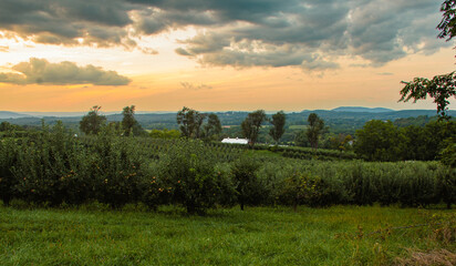 Golden evening light falls over a peaceful orchard in Orange County, NY, with rows of apple trees, rolling hills, and a distant barn beneath a colorful sunset sky.