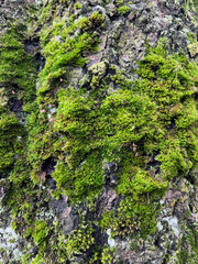 Detailed close-up of tree bark covered with lush green moss and small lichen patches, showing natural texture and organic patterns in an outdoor setting.