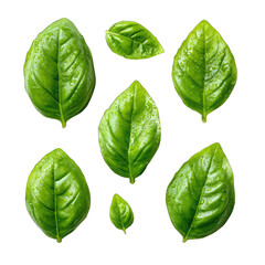 Fototapeta premium Fresh, vibrant green basil leaves, various sizes, highlighted edges, on a black background