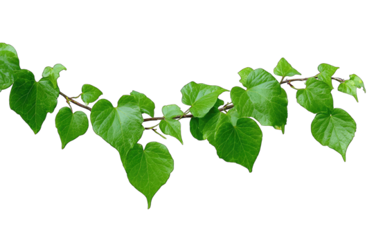 Close-up of a vine branch with heart-shaped leaves