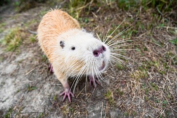 Front portrait of a light brown nutria or coypu Myocastor coypus with long white whiskers and soft fur sitting on dry land in natural daylight.