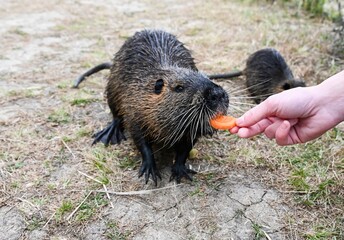Adult nutria Myocastor coypus eating a carrot from a human hand while the young nutria is visible in the background on dry ground outdoors.
