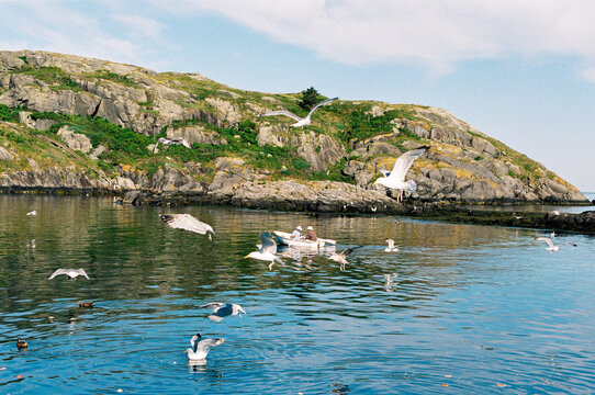 People in rowboat surrounded by sea gulls