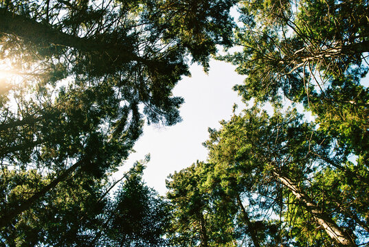 Fototapeta Looking up at a clearing in the trees