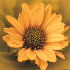 close up of orange gerbera daisy