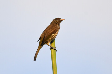 Palmchat (Dulus dominicus) is the national bird of the Dominican Republic. The palmchat is an olive-brown songbird with streaked underparts and is endemic to the Caribbean island of Hispaniola.