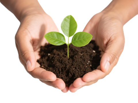 Hand Holding Soil and Sapling Transparent Background