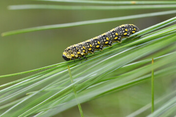 Diprion similis, introduced pine sawfly larva, on pine needles of eastern white pine (Pinus strobus). Larvae of this invasive sawfly defoliate and disfigure pine trees in the United States and Canada.