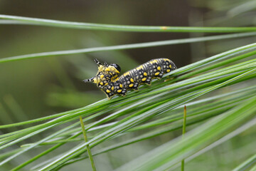 Introduced pine sawfly larva (Diprion similis) on eastern white pine needles (Pinus strobus). This yellow and black sawfly larva is a pest of pine trees in North America, introduced from Eurasia.