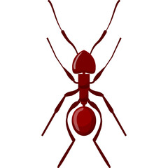Top View Close Up Macro of a Detailed Red Ant Insect with Transparent Background Ideal for Nature and Wildlife Graphics