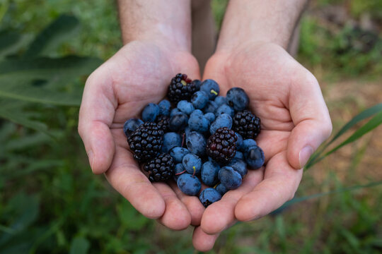 blueberries and blackberries