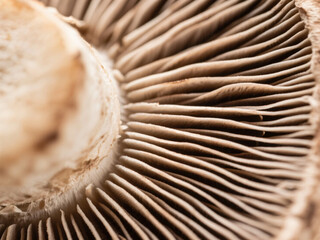 Close-Up of Fresh Mushroom Cap