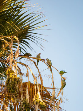 Green parakeets perched on palm tree branches against blue sky