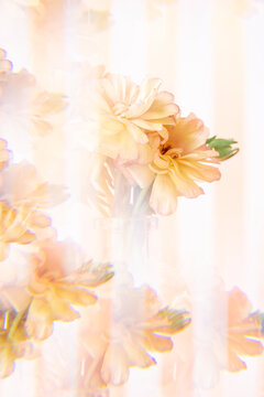 Abstract Ranunculus Flowers