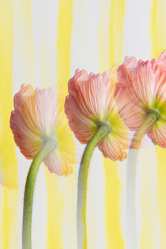 Triple-repeating poppy on striped background
