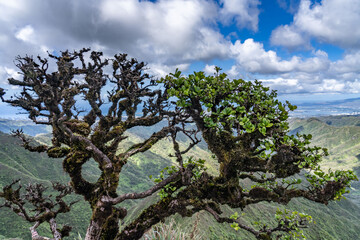 Kadua munroi, Kadua is a genus of flowering plants in the family Rubiaceae. Moanalua Valley & Moanalua Ridge Trail to the Haiku Stairs (Stairway To Heaven), Honolulu, Oahu, Hawaii. Koʻolau Range 