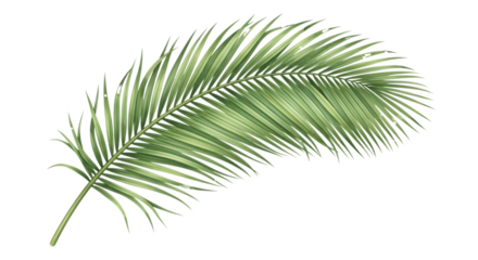 A single green palm leaf isolated on transparent background