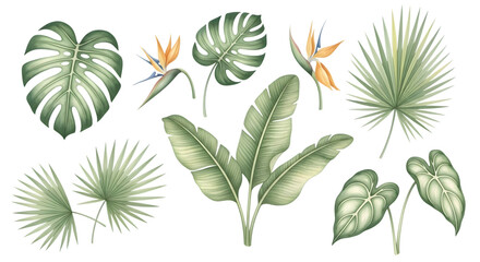 Collection of tropical plant leaves and bird of paradise flowers isolated on transparent background