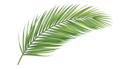 A single green palm frond with many leaves, isolated on a transparent background