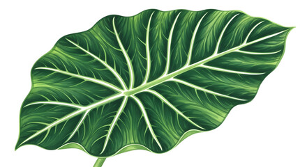 A large, vibrant green elephant ear leaf with prominent white veins, isolated on a transparent background