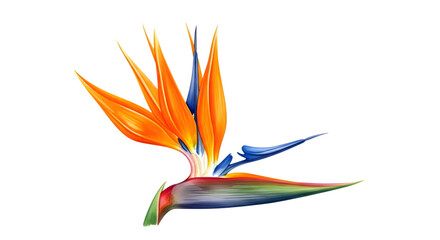 A vibrant bird of paradise flower, isolated on transparent background