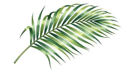 A single green palm leaf isolated on a transparent background