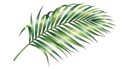 A single green palm leaf isolated on a transparent background