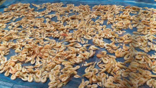 Traditional Sun-Drying of Koh Yo Dried Shrimp (Kung Haeng) on Blue Netting in Songkhla, Thailand 4K Close-Up