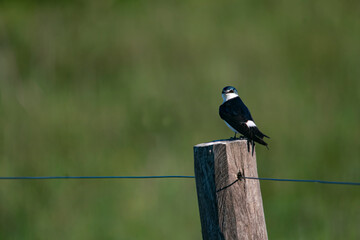 White-rumped swallow resting on a pole , in the pasture field , in Argentina