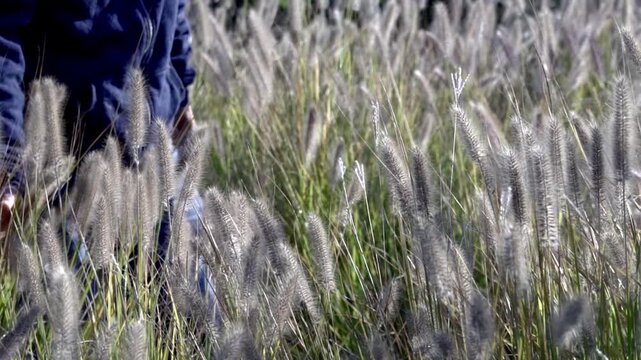 In the sunlight, a large hand gently brushed across the fuzzy foxtail grass(Setaria viridis).