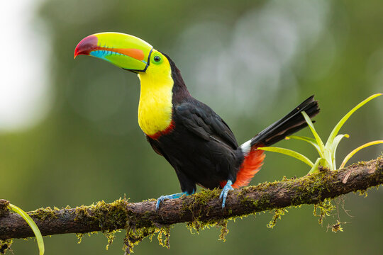Keel-billed toucan