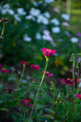 red flower in the garden