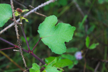 Leaves in a natural forest in Thailand
How to take photos with a regular camera using natural light.