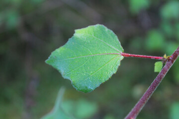 Leaves in a natural forest in Thailand
How to take photos with a regular camera using natural light.