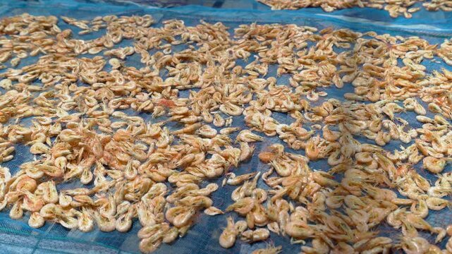 Traditional Sun-Drying of Koh Yo Dried Shrimp (Kung Haeng) on Blue Netting in Songkhla, Thailand 4K Close-Up