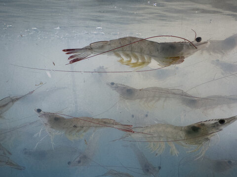 Shrimp is swimming, fresh shrimp