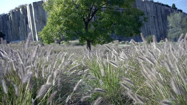 In front of the Mashan Stone Forest, a large tree grows amidst a large patch of foxtail grass(Setaria viridis).