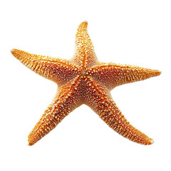 Starfish regenerating Grows a new arm after losing one. full length isolate on transparent background