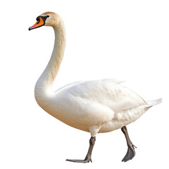 Obraz premium Swan walking swan walks on land with neck held upright and wings slightly folded. full length isolate on transparent background