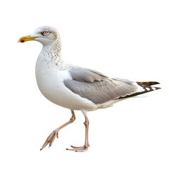 Obraz premium Seagull walking A seagull walks along the shore with steady steps, head bobbing. full length isolate on transparent background
