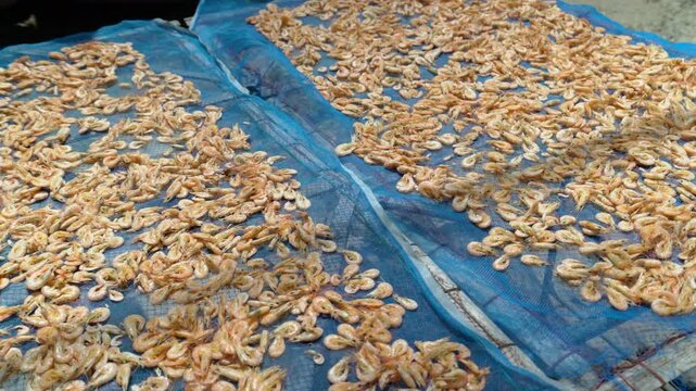 Traditional Sun-Drying of Koh Yo Dried Shrimp (Kung Haeng) on Blue Netting in Songkhla, Thailand 4K Close-Up